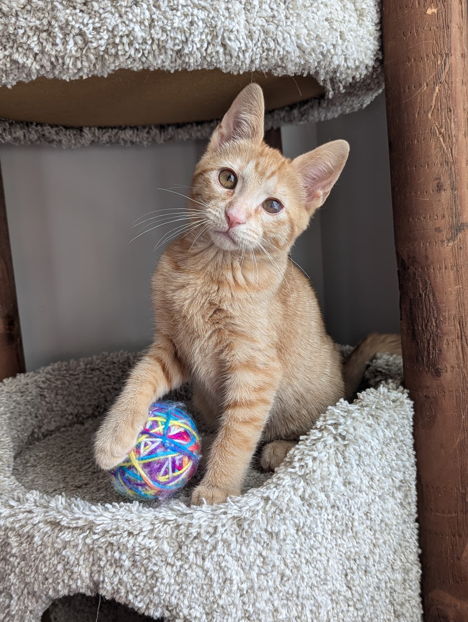 Foster-Resized