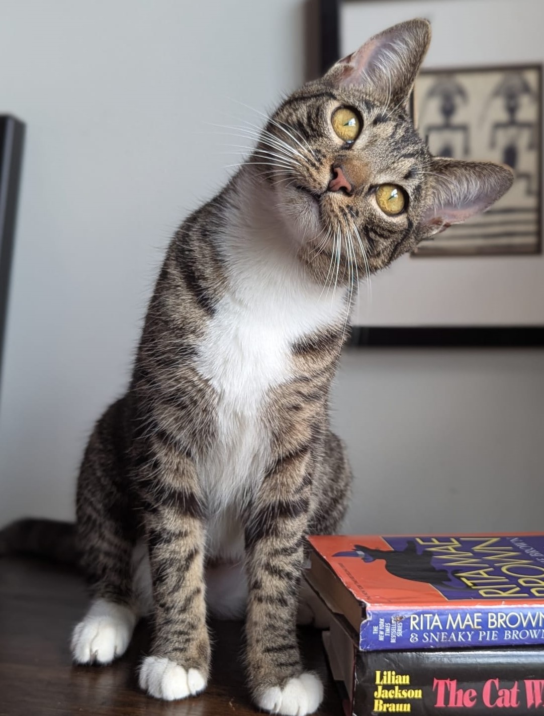 cat-resized