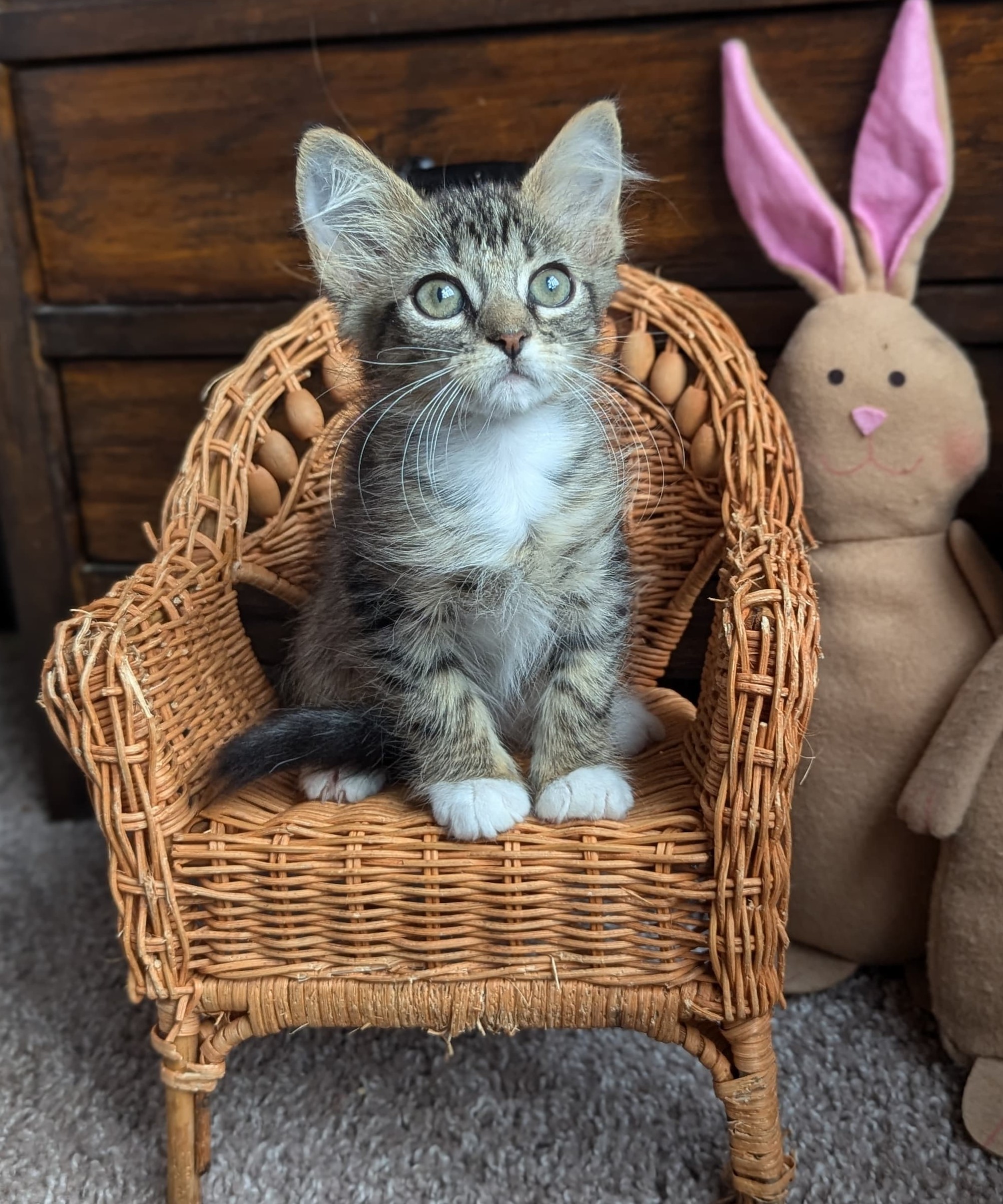 foster-2